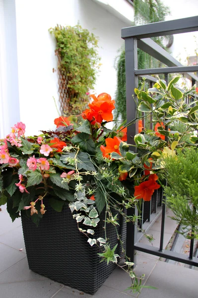 Modernes schönes Haus mit vielen Blumen — Stockfoto