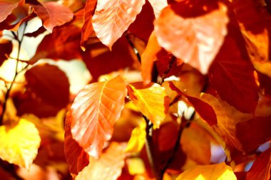güzel sarı ve turuncu sonbahar yaprakları