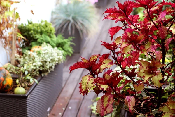 Casa bonita moderna com um monte de flores — Fotografia de Stock