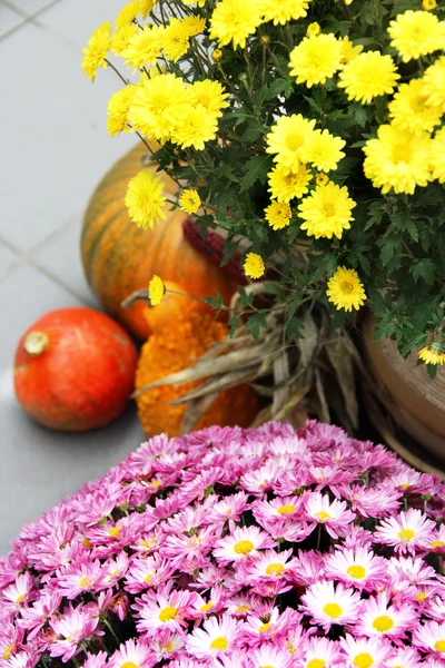 Halloween decorations with pumpkin and lot of flowers — Stock Photo, Image