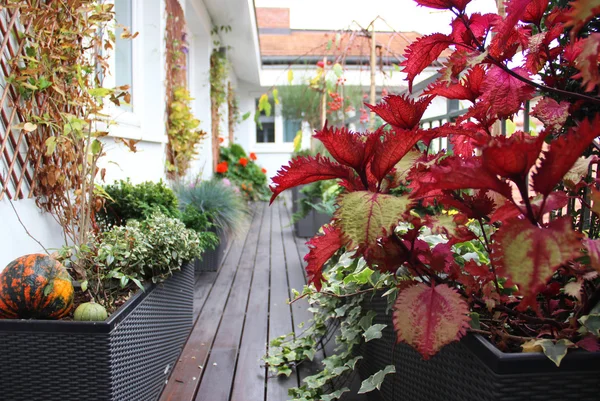 Modern beautiful house with a lot of flowers — Stock Photo, Image