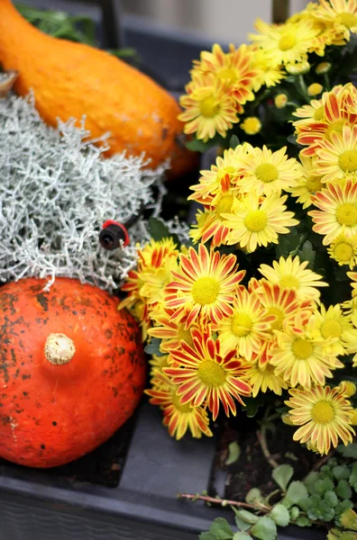 Décorations d'Halloween avec citrouille et beaucoup de fleurs — Photo