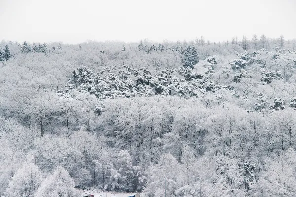Красивая зима с большим количеством снега — стоковое фото