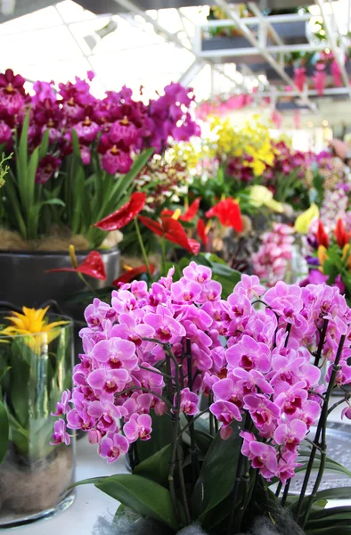 Grand mélange d'orchidées étonnantes — Photo