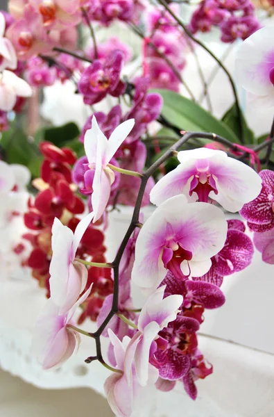 Big mix of amazing orchids — Stock Photo, Image