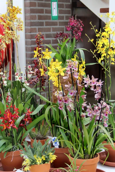 Große Mischung erstaunlicher Orchideen — Stockfoto