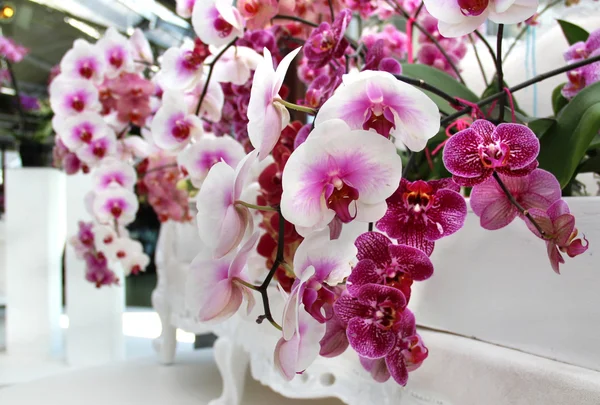 Большая смесь удивительных орхидей — стоковое фото