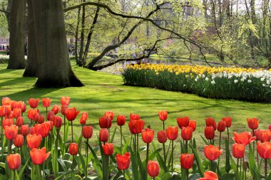 çok güzel canlı Lale park keukenhof içinde