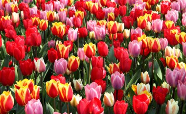 çok güzel canlı Lale park keukenhof içinde