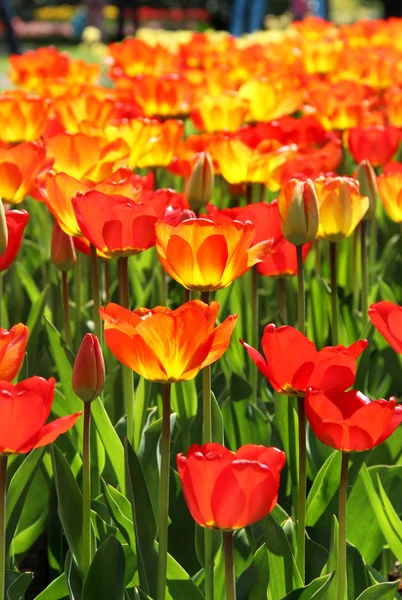 Veel mooie levendige tulpen in de keukenhof park — Zdjęcie stockowe