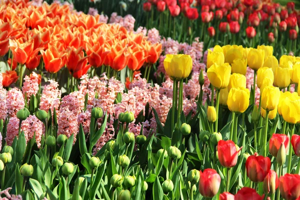 Montón de hermosos tulipanes vivos en el parque Keukenhof , — Foto de Stock