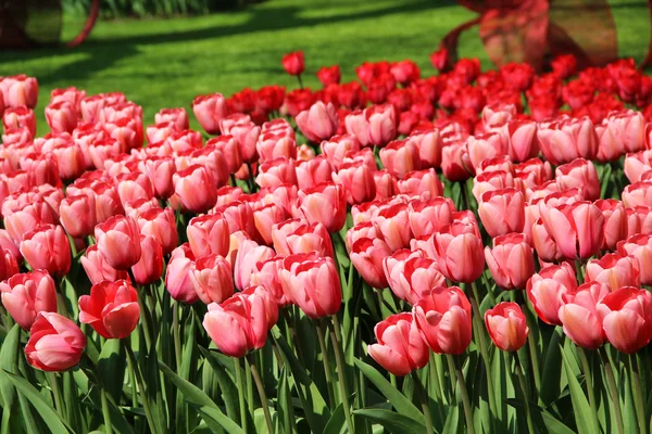 Lot of beautiful vivid tulips in the park Keukenhof — Stock Photo, Image