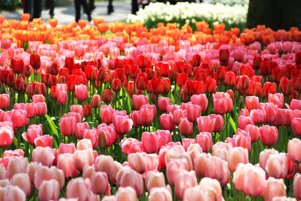 Holland gyönyörű élénk tulipán mezők Stock Kép