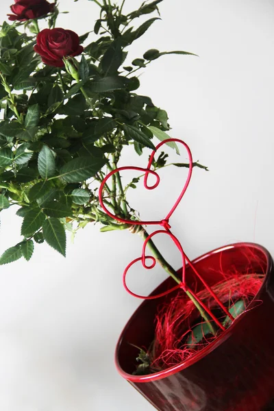 Valentim corações e belas rosas no pote — Fotografia de Stock