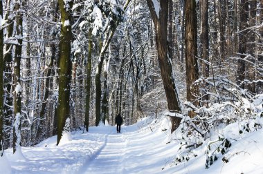 kar ormandaki bir sürü güzel kış