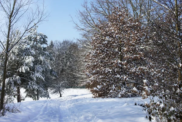 Красивая зима с большим количеством снега в лесу — стоковое фото