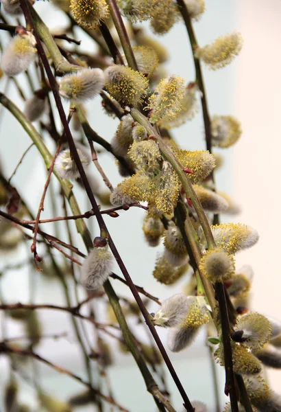 Spring willow branch with pussy — Stock Photo, Image