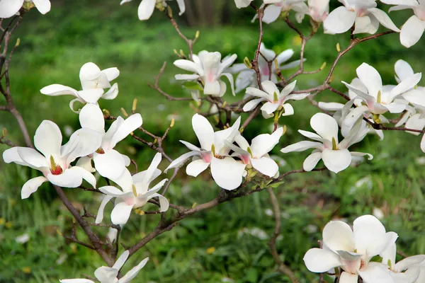 Magnolia tree in bloom — Stock Photo, Image