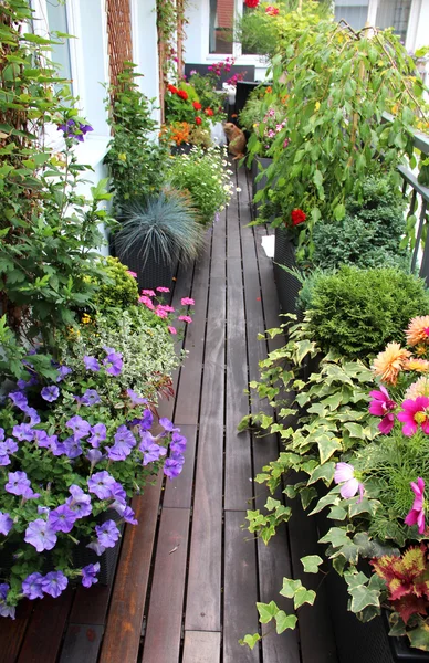 Hermosa terraza moderna con un montón de flores — Foto de Stock