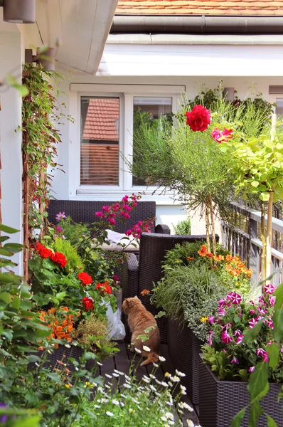 Hermosa terraza moderna con un montón de flores — Foto de Stock