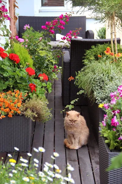 Hermosa terraza moderna con un montón de flores — Foto de Stock