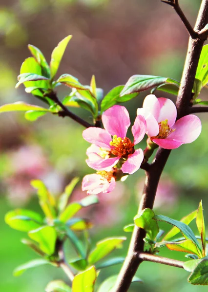 Sakura w rozkwicie piękne kwiaty — Zdjęcie stockowe