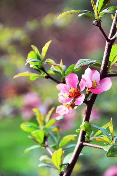 Sakura in bloom with beautiful flowers — Stock Photo, Image