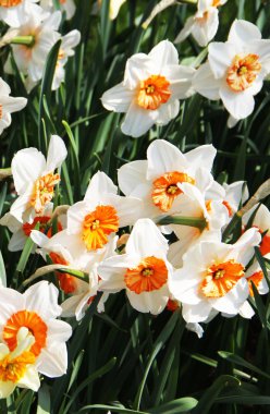 Beyaz narcissuses güzel halı