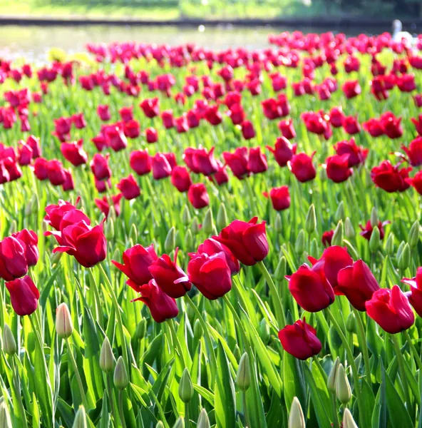 Holandské tulipány a slunečný den — Stock fotografie