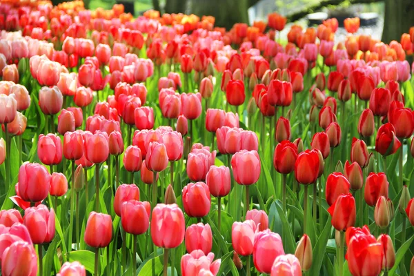 Holandsko Tulipánová pole s živými tulipány — Stock fotografie