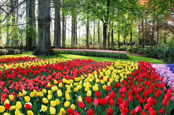 Mistura de tulipas e jacintos da Holanda Imagem De Stock