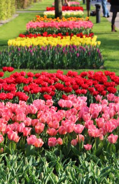 holland kırmızı, pembe ve Sarı laleler karışımı