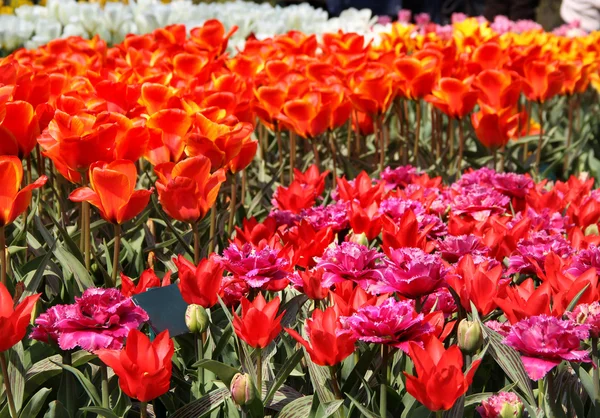 Голландские тюльпановые поля с яркими тюльпанами — стоковое фото