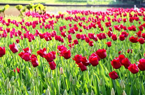 Belo campo de tulipas vermelhas vivas — Fotografia de Stock