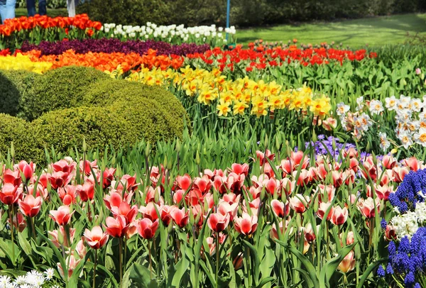 Mischung aus Hollandtulpen und Narzissen — Stockfoto