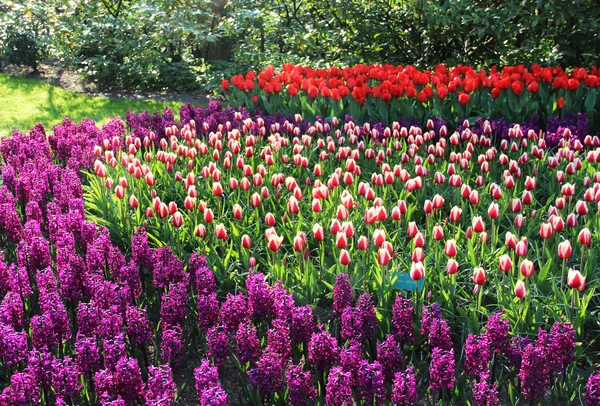 Mezcla de tulipanes y jacintos holandeses — Foto de Stock