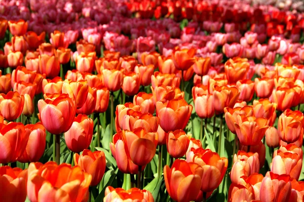 Mix of Holland tulips and narcissuses — Stock Photo, Image