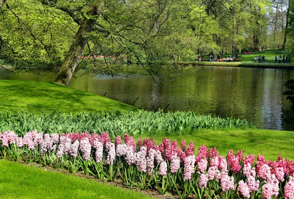 Mezcla de tulipanes y jacintos holandeses — Foto de Stock