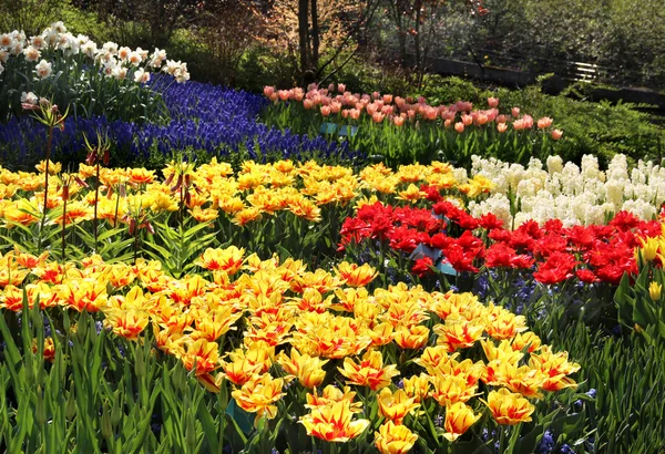 Mezcla de tulipanes rojos y amarillos — Foto de Stock
