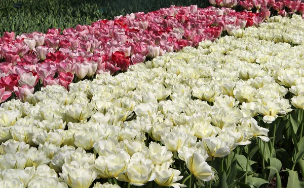 Olanda campi di tulipani con tulipani vividi — Foto Stock