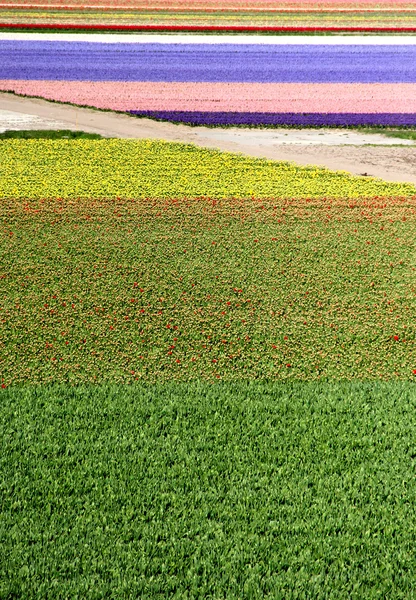 Mieszanka Holandii tulipany i narcissuses — Zdjęcie stockowe