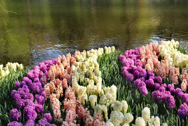 Mix of Holland hyacinths and pond — Stock Photo, Image