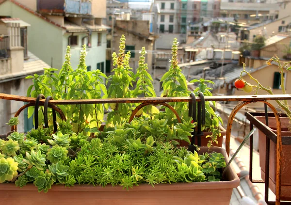 Bella terrazza mediterranea con fiori — Foto Stock