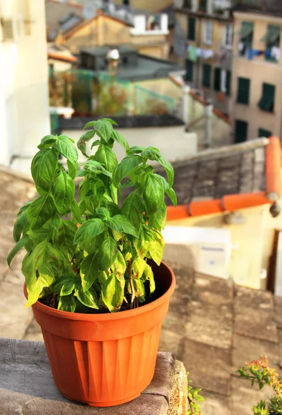 Hermosa terraza mediterránea con flores —  Fotos de Stock