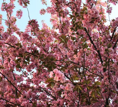 güzel sakura ağaçlar çiçek 