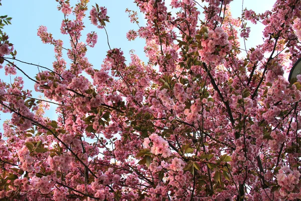 Beautiful sakura trees in bloom — Stock Photo, Image
