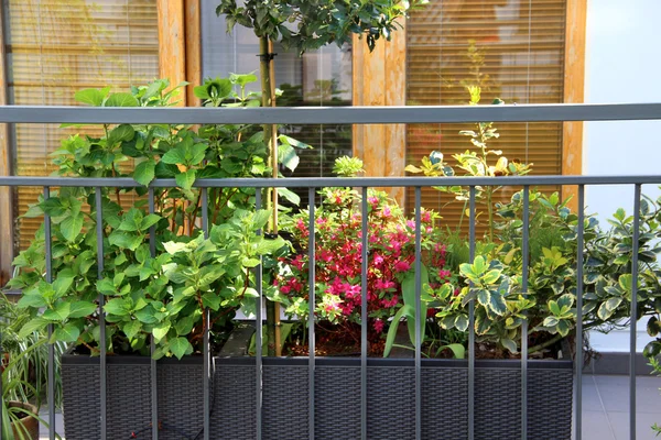 Mooie moderne terras met een heleboel bloemen — Stockfoto