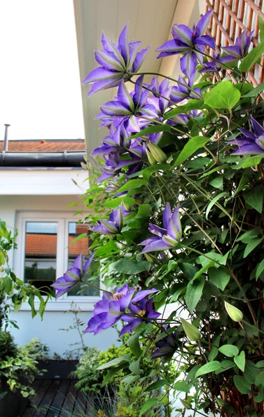 Belo terraço com um monte de flores — Fotografia de Stock