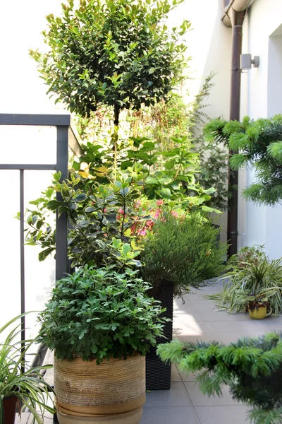 Bella terrazza con un sacco di fiori — Foto Stock