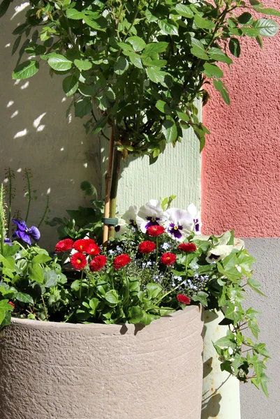 Mélange de belles fleurs de terrasse vives — Photo